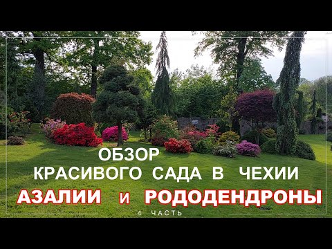 A review of the Miniarboretum u Holubů garden in the Czech Republic. Azaleas and Rhododendrons ar...