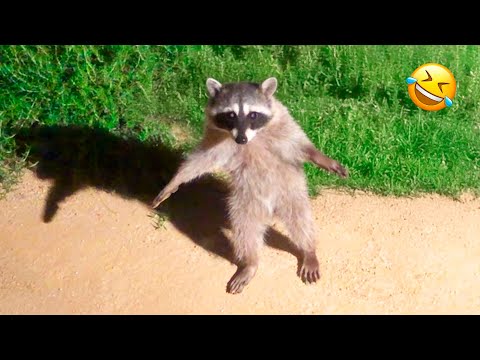 Funniest Animal Videos Ever