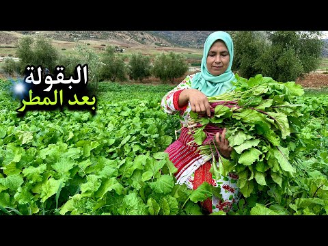 إعداد وجبة البقولة من الحديقة و زراعة البصل بطريقة إحترافية