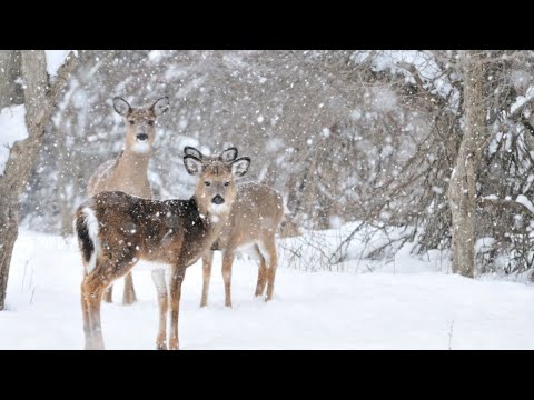 Beautiful Relaxing Hymns, Peaceful Instrumental Music, "Snowy Winter Woods" by Tim Janis