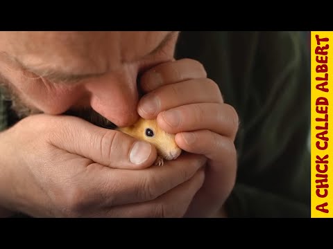 Raising 3 Baby Squirrels That Got Kicked Out By Hand