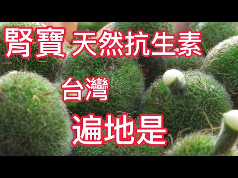 顧腎如刀❗腎寶❗牛皮癬❗天然抗生素 顧好你老公的腎 顧你肝腎眼睛和筋骨 治頑固牛皮癬  台灣遍地是寶老少都愛吃 【構樹果醬果汁】構樹葉