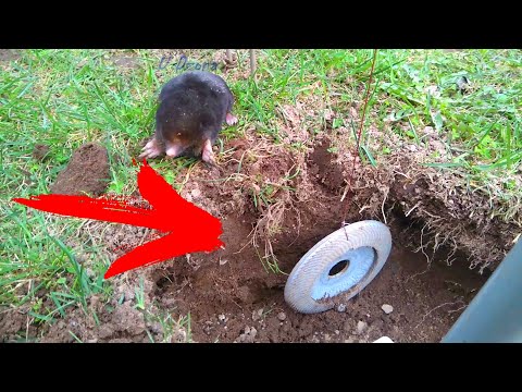 Watch a mole dig tunnels in the "Mole Farm". Trapping Moles