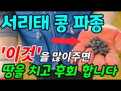 서리태 콩 '이때' 심으시고 다수확 하려면 심을 때 '이것'을 많이 주면 절대 안됩니다
