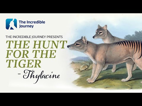 The Extinction Tragedy of the Tasmanian Tiger (Thylacine)