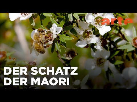 Neuseeland: Der Schatz der Maori | Die Bienenflüsterer | ARTE Family