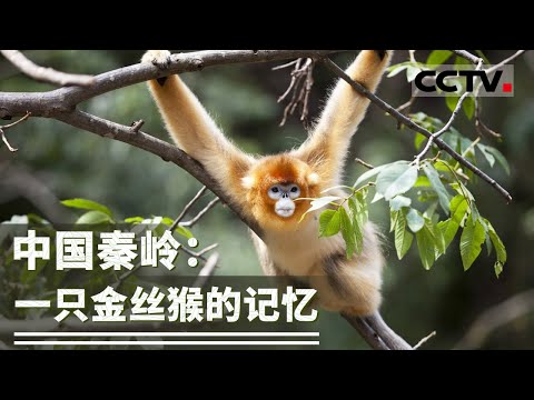 见证10年猴王传奇！探秘秦岭中的精灵“国宝”日常《中国秦岭：一只金丝猴的记忆》【CCTV纪录】