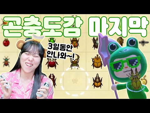 모동숲 4년차, 황금사슴벌레 잡기 도전!!!