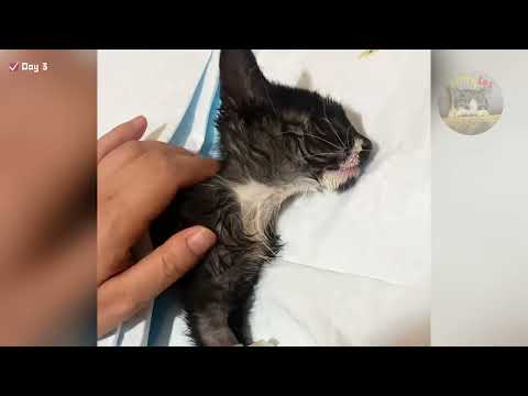 Vet Told Me Let The Stray Cat Die. But One Hug Changed Everything.