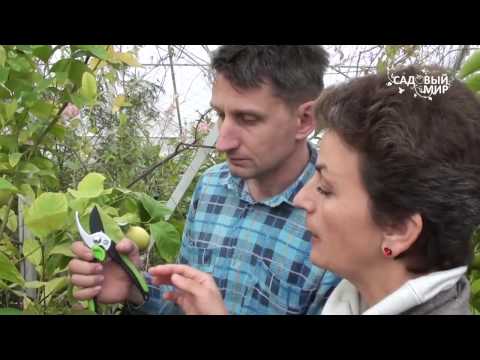 Как привить лимон, выращенный из семечка  Прививаем взрослый комнатный лимон