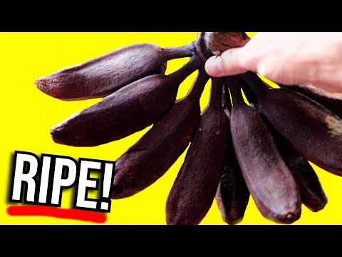 We ate too many BANANA varieties in Vanuatu.