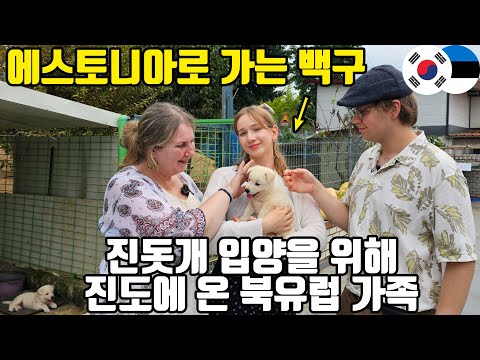 Estonian family flies to Korea to adopt Jindo dog!!!