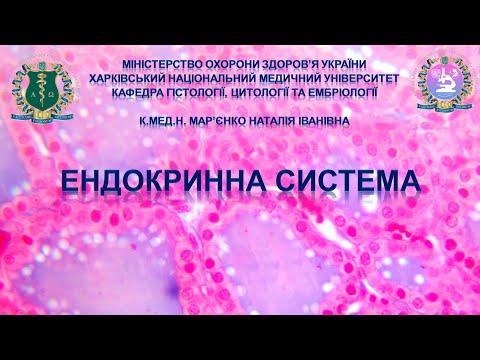 Ендокринна система. Гістологія