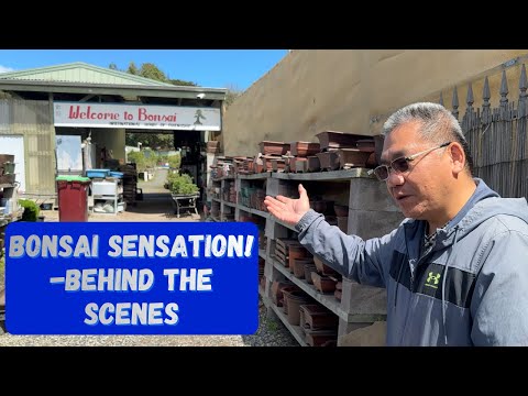 Bold Bonsai Experiments: Nursery Tour Part 2