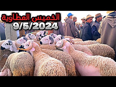 خميس العطاوية 9/5/2024 قلعة السراغنة حولي العيد سولنا الكساب شنو كيتعلفو اكثرية الحولي سمع اش قال