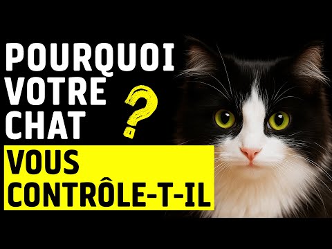 Pourquoi votre chat vient vous voir?
