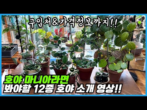 호야 12종의 놀라운 차이!! 당신의 마음을 사로잡을 호야는?? 화원표 호야는 이제 그만!!