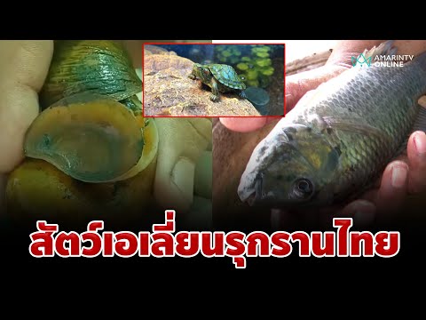 ภัยร้าย สัตว์เอเลี่ยนรุกรานแหล่งน้ำไทย | อมรินทร์อัปเดต