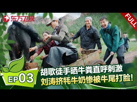EP03： 胡歌徒手晒牛粪直呼刺激，隔着屏幕感觉闻到了味道，刘涛体验挤牦牛奶被牛尾巴打脸三次！ #刘涛 #胡歌 #一路前行 FULL