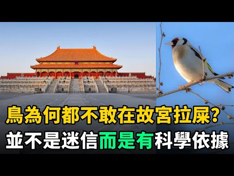鳥為何都不敢在故宮拉屎？並不是迷信，其中的科學依據讓人信服