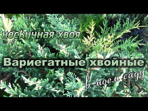 Вариегатные хвойные в саду. Разнообразие сортов. Причины вариегатности у растений.