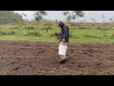 Seeding a Native Wildflower Meadow