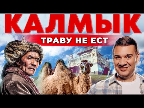 Калмыкия. Разводят верблюдов, верят в предков и пьют соленый чай? Разведение и содержание верблюдов