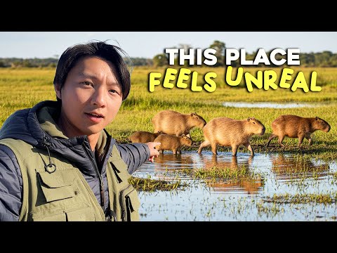 This Place in ARGENTINA is HIDDEN FROM THE WORLD - Iberá Wetlands