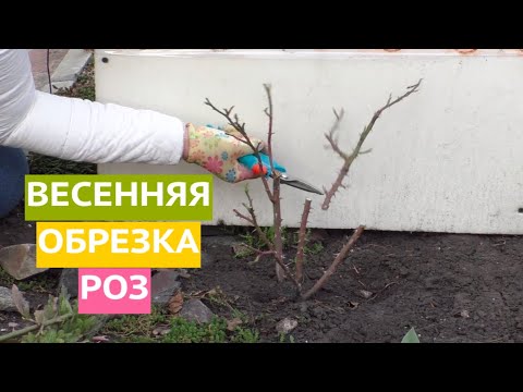 РЕЗАТЬ ИЛИ НЕ РЕЗАТЬ? НУЖНО ЛИ ОБРЕЗАТЬ РОЗЫ, ЕСЛИ НЕ УСПЕЛИ В СРОК!