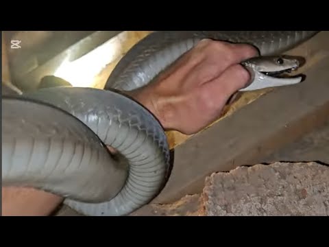 THREE Black Mambas - ONE Roof - ONE Snake Guy!!