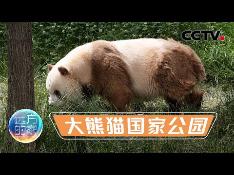 秦岭发现一罕见的“棕白色大熊猫”！人工繁育的大熊猫都要做哪些训练？探秘大熊猫国家公园 20211203 |《远方的家》CCTV中文国际