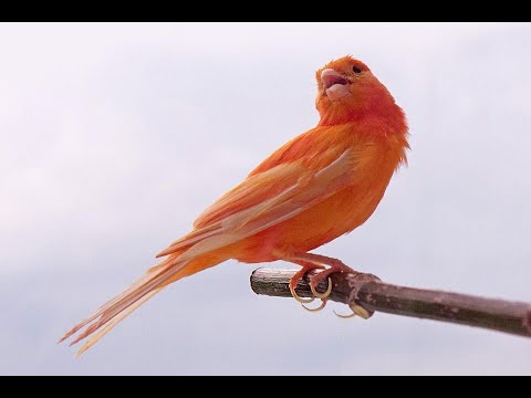 Когда размножаются канарейки | Период размножения у канареек