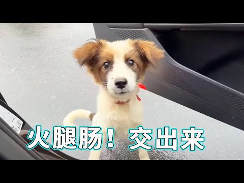 小狗被火腿肠 “收买”！喂过几次之后就认住我，一看见我就扑上来满眼都是对零食的渴望！【天下一场梦】