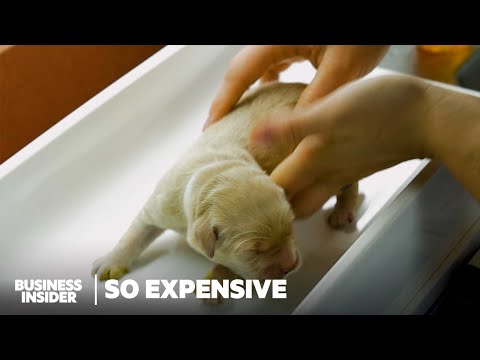 Why Puppies Bred And Trained To Be Seeing Eye Dogs Are So Expensive | So Expensive