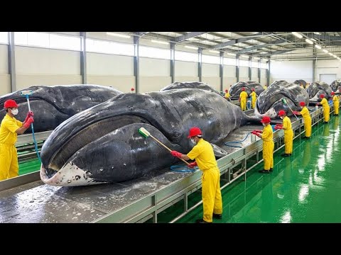 Inside the Bowhead Whale Industry - How Whales Are Harvested for Thick Insulation Fabric