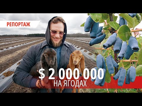 «Мы станем первооткрывателями»: фермер из Минска осваивает рынок редких для Беларуси ягод.