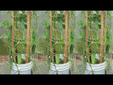 How to grow cucumber in paint bucket easily