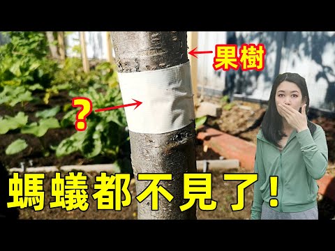 Why fruit tree ants disappeared? 只用這1個家家都有的東西, 樹上螞蟻蚜蟲都消失了！果树防虫秘籍, 一招搞定