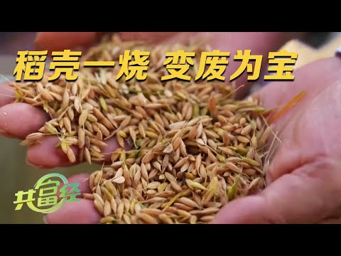 他用废弃稻壳治理盐碱地,为农户解决了心头大患!在改良过的土地种水稻,农户每亩地增收超过3000元!|「共富经」20231129