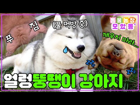 [#모았동물농장] 털찐 거? 아니고요~ 살찐 거? 맞습니다!🤣 포동포동 뚱땡이 강아지 모음집 #TV동물농장 #AnimalFarm #sbsstory
