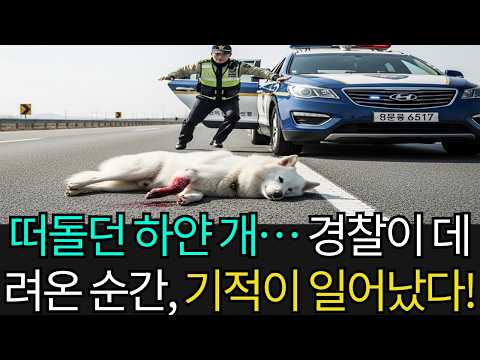 고속도로에 내던져져 떠돌던 하얀 개… 경찰이 데려온 순간, 믿기 힘든 일이 벌어졌다!