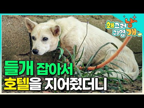 "사람 물던 개 이렇게 온순해 졌죠" 들개를 구출해 호텔같은 대형 견사를 만들어 주고 보살펴 줬더니...#왜그러냥귀엽개