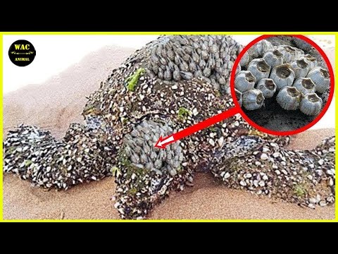 50 Animals That Asked People for Help & Kindness! Save Sea Turtles Removing Barnacles ! #131
