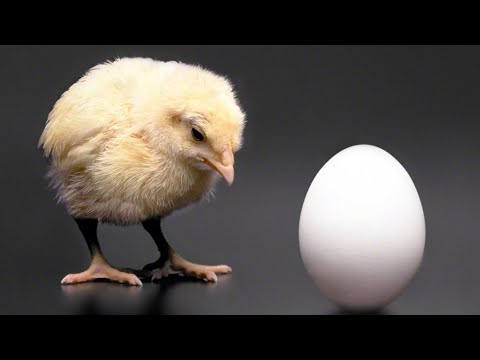 البيضة الأول؟ ولا الفرخة؟ 🐣