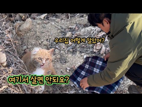 우연히 산에서 만난 귀가없는 아기냥이 우리집에 찾아왔다 ( 너 어떻게 알고 왔어? )