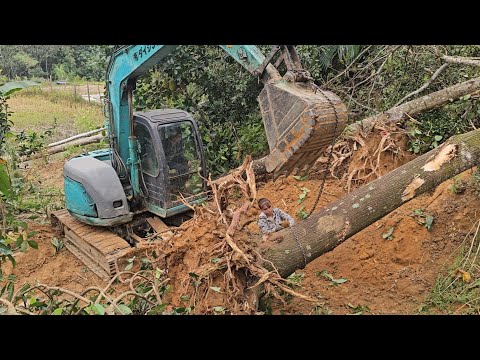 The country girl and her siblings are harvesting 30-year-old timber.