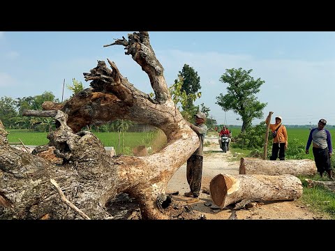 Poisoned by residents... Cut down many dry trees on the side of the village road.