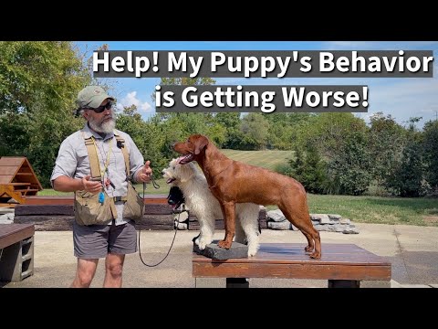 Why Your Puppy Forgot All Its Training And How to Fix It