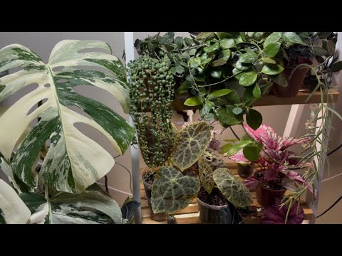 Огляд кімнатних рослин грудень 2025