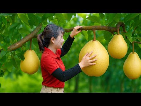 Farm Life | Harvesting Plum Pear - The fruit is itchy if you don't use gloves to harvest it
